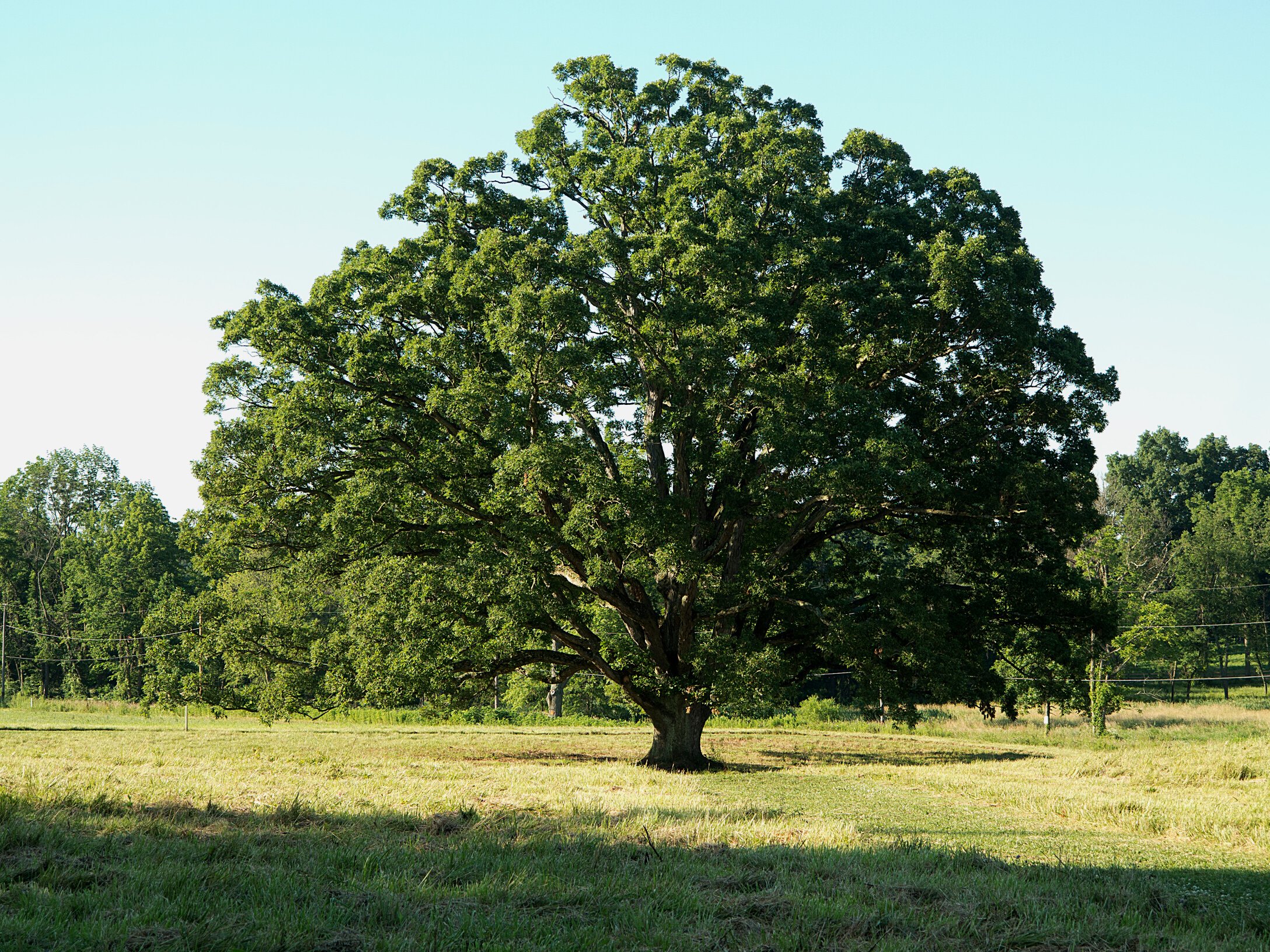 White oak